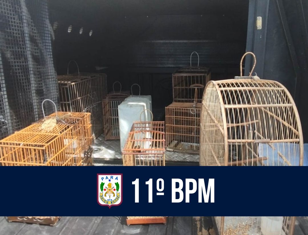 Em Capanema, 11º BPM resgata pássaros silvestres e prende homem por crime ambiental