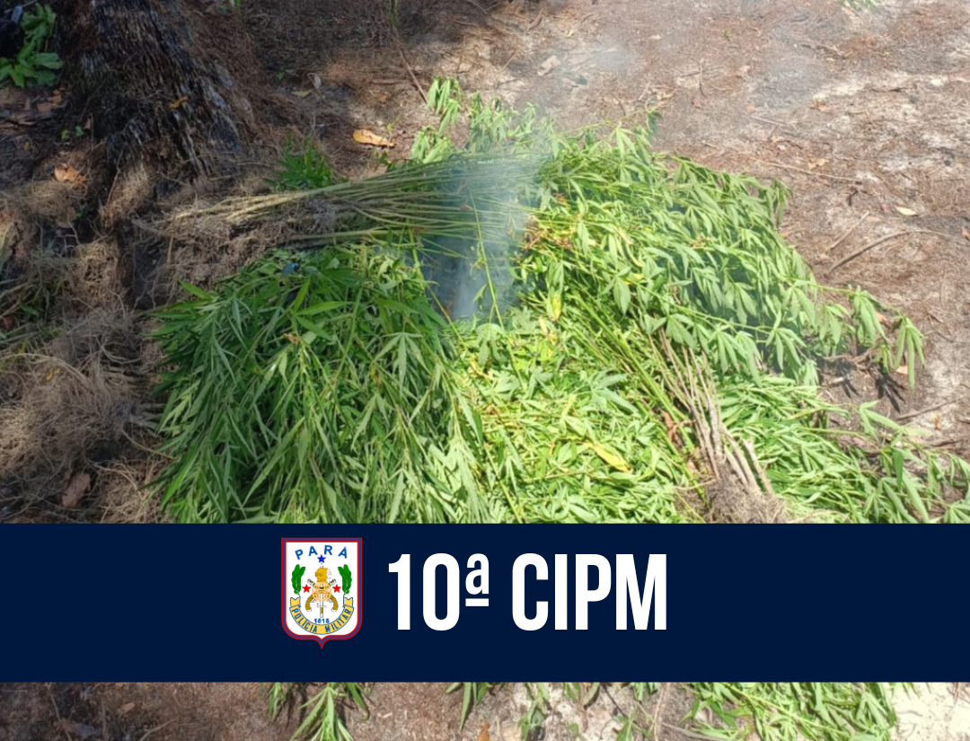 10ª CIPM destrói plantação com quase mil pés de maconha em Nova Esperança do Piriá
