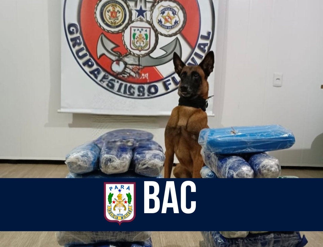 Cão farejador Jay-Z leva à apreensão de 21 kg de maconha em Breves