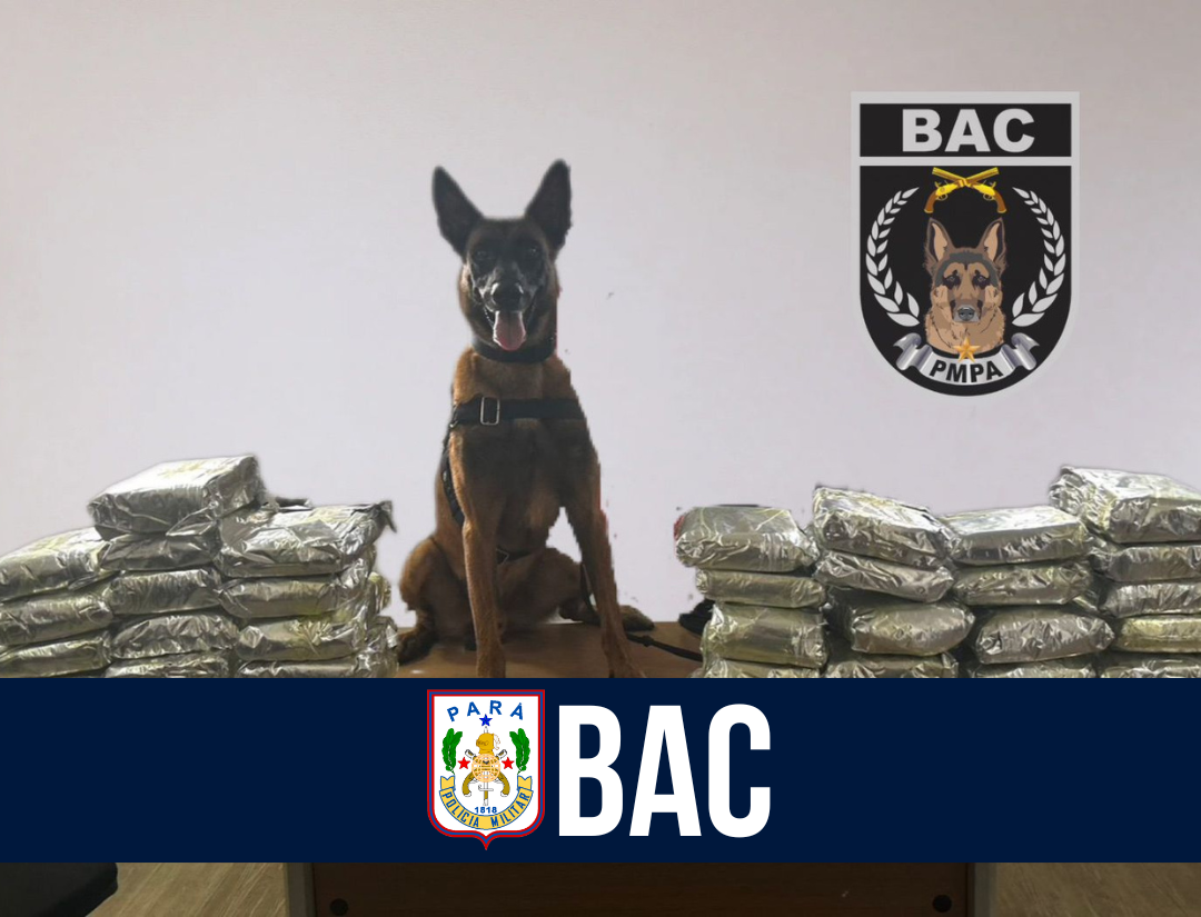 Ilha do Marajó: Cão do BAC rastreia 242 kg de entorpecentes em duas embarcações