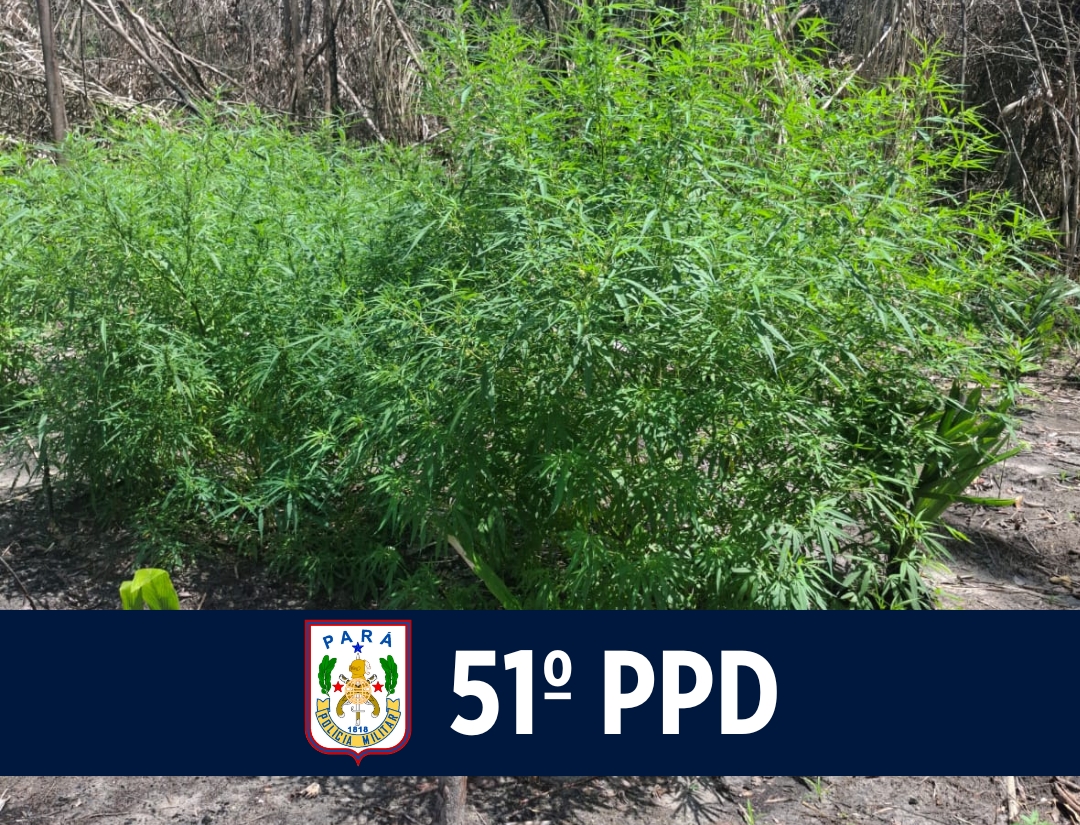 51º PPD realiza apreensão de 250 mudas de maconha em Garrafão do Norte