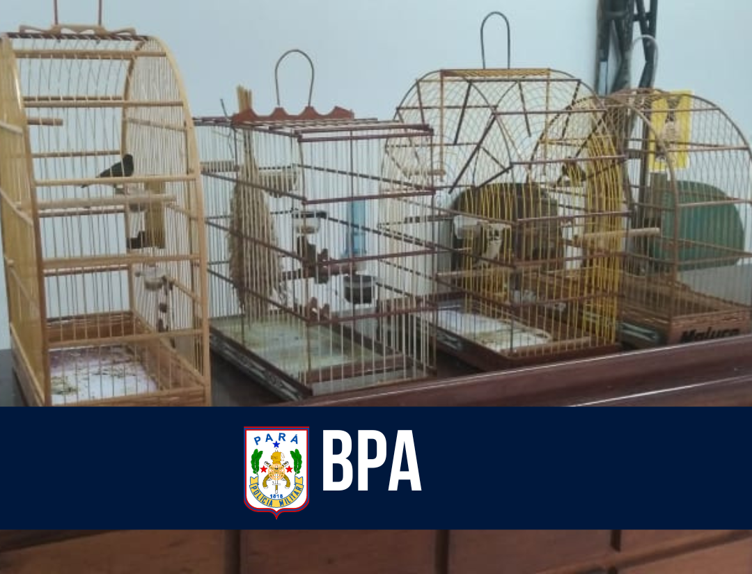 BPA resgata 33 animais silvestres na Região Metropolitana de Belém