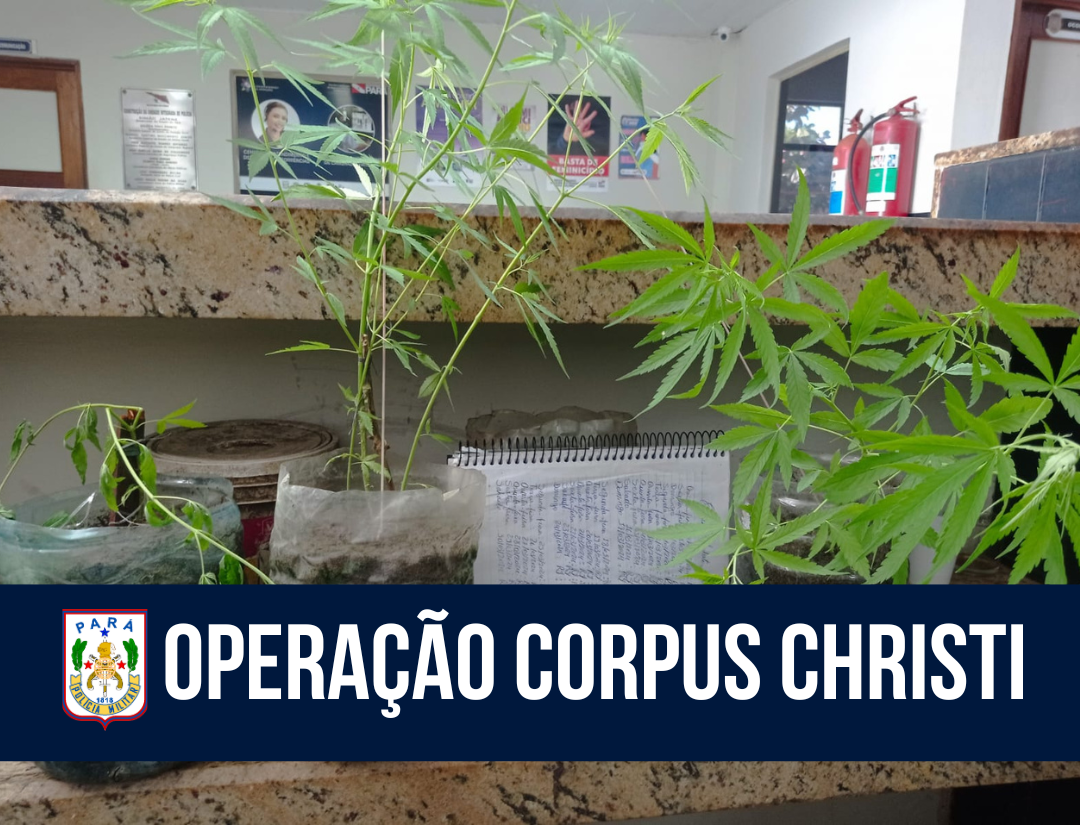 Operação Corpus Christi: PM apreende plantio de maconha em Salinópolis